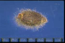  Arctotheca calendula.  Obovate seed, sometimes woolly pubescent. 