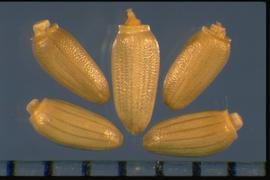  Carduus acanthoides.  Achenes with small transverse waves. 