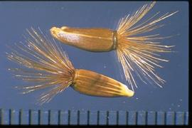  Centaurea macrocephala.  Achenes are brown with a yellow base and longitudinal lines. 