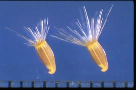  Centaurea melitensis.  Achenes with a scar notch that is lateral and hook-like. 