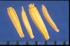  Chondrilla juncea.  Achenes with rings of small spines, which increase in size as the rings get closer to the apex. 