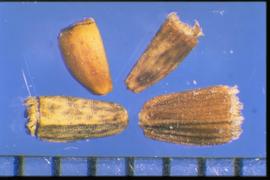  Cichorium intybus.  Achenes with minute lateral ridges and various numbers of longitudinal ribs. 