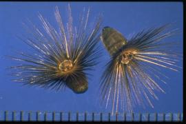  Crupina vulgaris.  Achenes with a ring of black bristles for a pappus. 