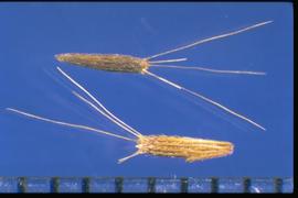  Elephantopus mollis.  Achenes with ribs covered with small, appressed hairs. 