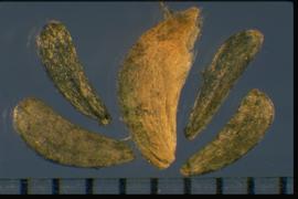  Madia sativa.  Achenes are obovoid and bent with one side convex and the other concave. 