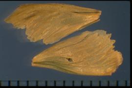  Montanoa hibiscifolia.  Achenes with a large, veined, lateral wing with a serrated margin. 