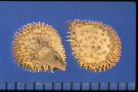  Cynoglossum officinale.  Nutlets are covered with large tubercles with crowns of retro-pointed spines. 