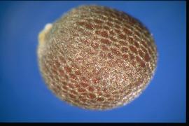  Brassica rapa  subsp.  oleifera.  Seeds with a reticulum with stipples covering interspaces and a reticulum network. 