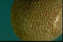  Brassica rapa.  Seeds with stipples present on the reticulum and in the interspaces. 