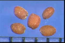  Erucastrum gallicum.  Seeds with an irregularly reticulated surface. 