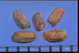  Hesperis matronalis.  Seeds are scurfy and covered with uniformly spaced tubercules. 