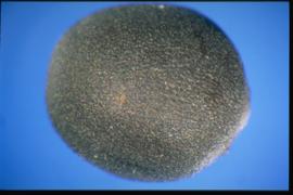  Sinapis arvensis.  True seeds with a fine reticulum that may be indistinct or may appear to be lacking, with interspaces very small. 