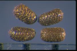  Hypericum perforatum.  Small, cylindrical, and reticulate seeds. Photo courtesy of Colorado State University, Department of Soil and Crop Sciences.