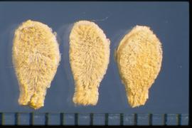  Coccinia grandis.  The seed has a large, extended hilum, and the woolly pubescence is conspicuous. 