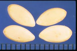  Cucumis melo  subsp . agrestis  var.  dudaim.  White seeds that are somewhat oval with a very slight point at the apex. 