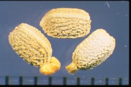  Euphorbia myrsinites.  Seeds with large ridges that are mostly longitudinally oriented, and a large caruncle. 