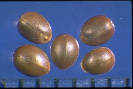  Euphorbia serrata.  Seeds with an oblique hilum and thin raphe. 