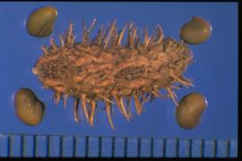  Glycyrrhiza lepidota.  The seeds are borne in a pod (fruit coat) that is covered with hooked spines. The seed has a short, slightly divergent radicle, often with a darker colored 