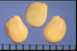  Lupinus argenteus.  Seeds with a conspicuous hilum with a high collar surrounding it.  