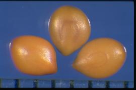  Mimosa diplotricha.  Seeds with a horseshoe-shaped line on a flat surface. Photo courtesy of Colorado State University, Department of Soil and Crop Sciences.