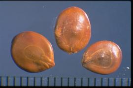  Prosopis juliflora.  Smooth and dull. Photo courtesy of Colorado State University, Department of Soil and Crop Sciences.
