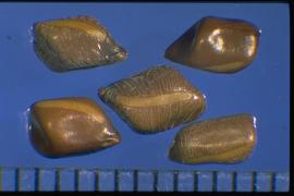  Senna obtusifolia.  True seeds with opposite sides that are parallel, but the corners are not right angles (parallelogram). Photo courtesy of Colorado State University, Department of Soil and Crop Sciences.