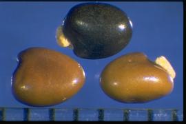  Ulex europaeus.  True seeds with the hilum area between the lobes and covered with a large corky caruncle (aril), and can appear wing-like at times. Photo courtesy of Colorado State University, Department of Soil and Crop Sciences.