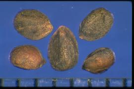 Stachys palustris.  Nutlets with a scar at the basal end. 