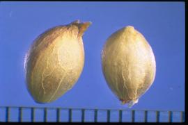  Allium canadense  (bulb). Bulblets are vegetative propagules and not a seed. 