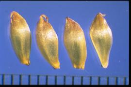  Allium vineale  (bulb). Bulblets are somewhat narrower than those of  A. canadense . Bulblets are vegetative, not true seeds. 