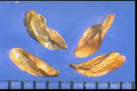  Zigadenus venosus  var.  venosus . True seeds that are light brown but contain some green. 