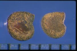  Anoda cristata.  The seed is circular in outline with a hilum notch. One side of the notch is rounded, and the other, containing the end of the embryo radicle, is more angular. 