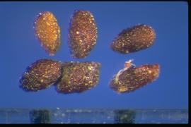  Clidemia hirta.  Seeds with strong reticulations. 
