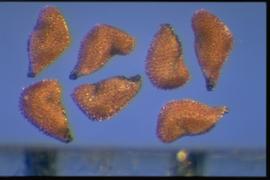  Tibouchina  sp. True seeds with an embryo that has an angular fold at the apex of the seed. 