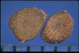  Rhodomyrtus tomentosa.  True seeds with slightly rough lateral sides with some radial ridges. 