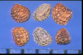  Glaucium corniculatum.  Brown to gray seeds with a deep reticulum that forms square interspaces. 