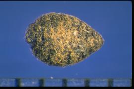 Passiflora bicornis.  True seeds with a rough surface that is covered with scabrous material. 