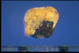  Piper aduncum.  True seeds that are black with a yellow caruncle. 