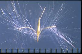  Andropogon virginicus.  Quite small spikelet with appendages covered in long, silky hairs. 