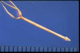  Aristida adscensionis.  Lemma with three long awns. Sharp, pointed, and pubescent callus. 