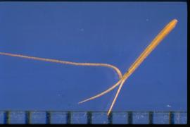  Aristida dichotoma.  Linear florets. Spiklets contain one floret with well-developed awns and a pointed callus. covered with hair. 