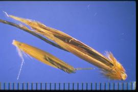  Avena sterilis.  Floret. 