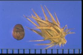  Cenchrus longispinus.  Burrs with long and short spines. Caryopsis is also pictured.