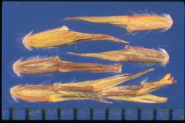  Cymbopogon refractus.  The spikelets' appendages are moderately covered with long hairs. 