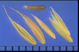  Dactylis glomerata.  Florets are smooth with a keel nerve strongly ciliate towards the apex. 