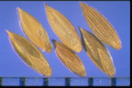  Digitaria sanguinalis.  Ribs and margins of the glumes are pubescent. The floret has fine striations. 