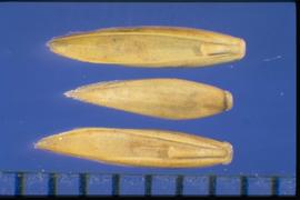  Schedonorus pratensis.  The caryopsis pericarp is lighter brown. The surface texture is smooth and glabrous. 