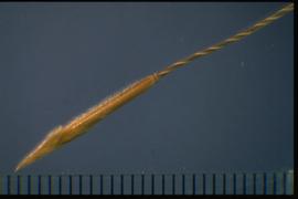  Hesperostipa spartea.  Long twisted awn terminating with a lateral arm. 