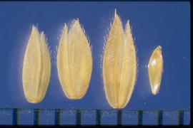  Holcus lanatus.  Spikelets with a narrow first glume and a second glume that is wide with strong nerves on the sides. 