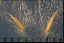  Imperata cylindrica . Florets with many long, silky hairs coming from the callus. 